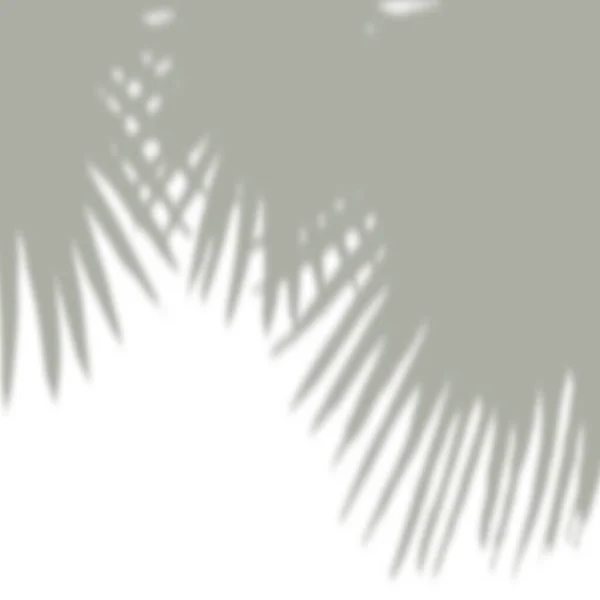Sombra tropical abstrata da folha da palma do verão na parede branca — Fotografia de Stock