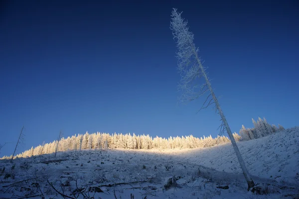 Abendliche Winterszene — Stockfoto