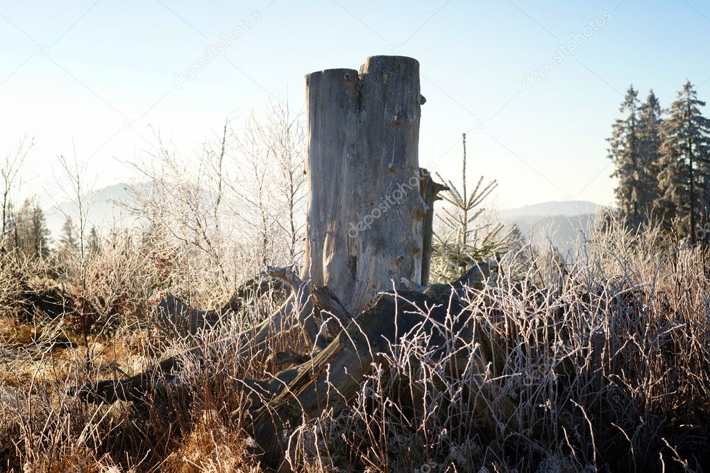 Tree stump in the winter period