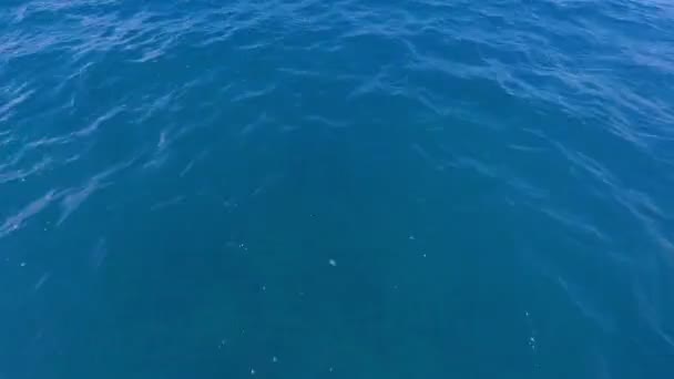 Vliegen over blauwe zee oppervlak — Stockvideo