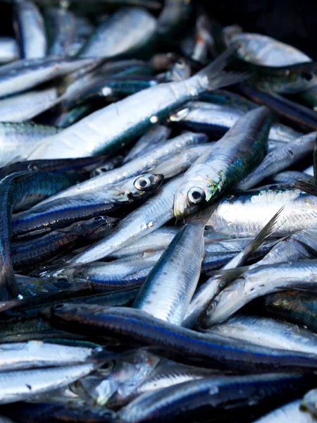Anchovas peixe no mercado — Fotografia de Stock