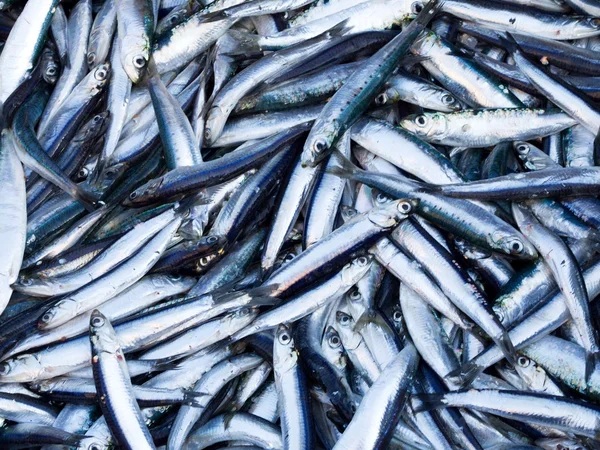 Sardinhas e anchovas frescas — Fotografia de Stock