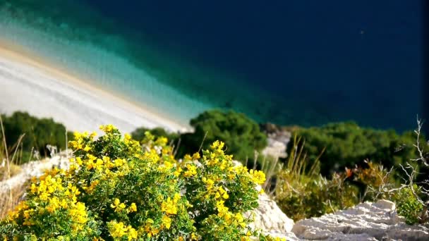 Flores amarillas sobre el mar — Vídeos de Stock