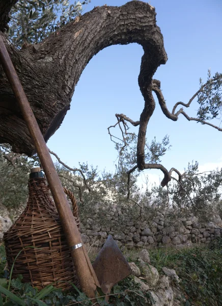 Pala e vecchia botte di vino sotto l'ulivo — Foto Stock