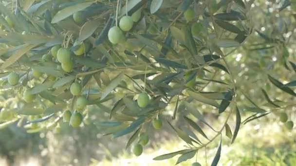 Grüne Oliven auf Baum auf Plantage — Stockvideo