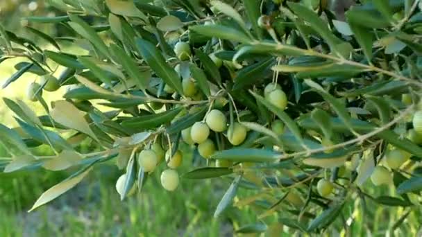 Grüne Oliven auf Baum — Stockvideo