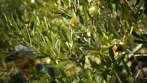 Oogsten dag op olijfboom plantage — Stockvideo