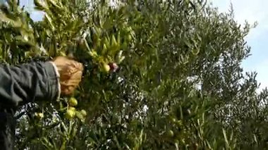 Adam ağaç zeytin meyve toplama