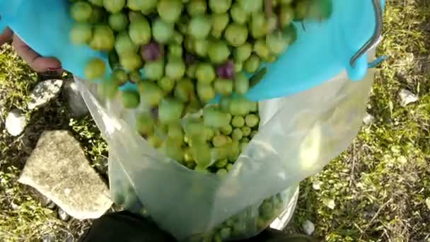 Verter aceitunas verdes en el saco — Vídeo de stock