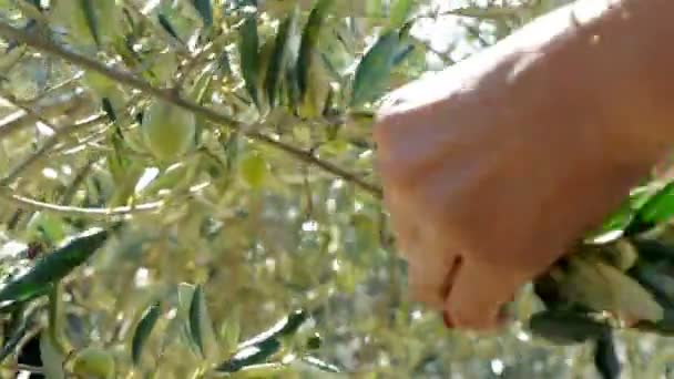 Женщина собирает оливки с дерева вблизи — стоковое видео