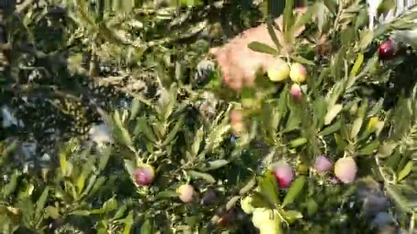 Сбор спелых оливок с дерева вблизи — стоковое видео