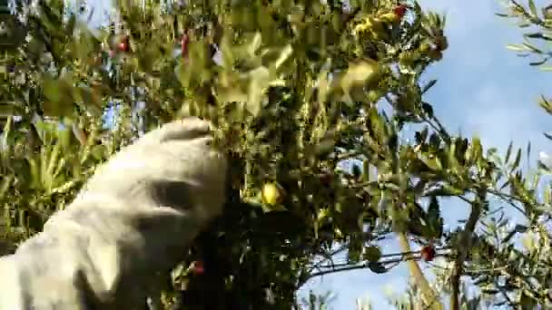 El hombre recogiendo aceitunas de un árbol en un día soleado — Vídeo de stock