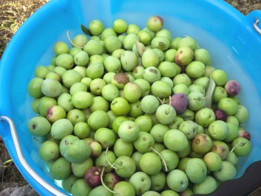 Mavi kova yeşil zeytin