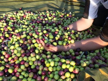 Kırmızılı kadın zeytin aldı ayıran çivi