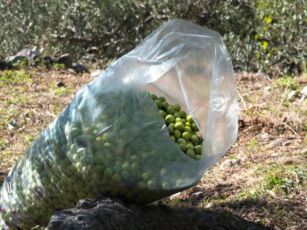 Sacco pieno di olive verdi — Foto Stock