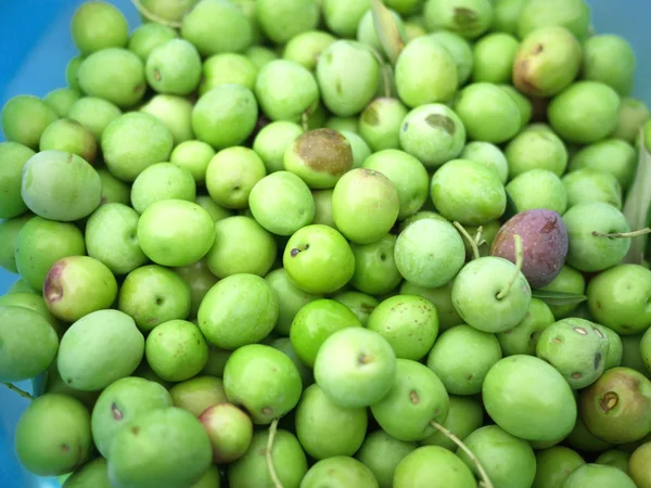 Gröna oliver i hink närbild — Stockfoto