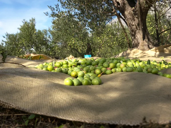 在橄榄树种植园收获的一天 — 图库照片