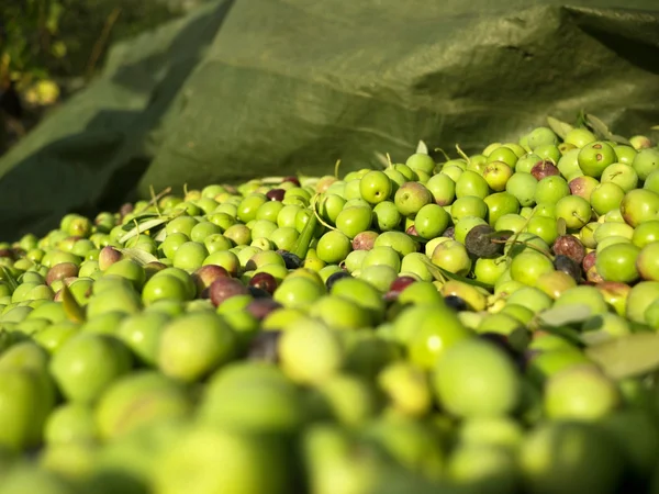 Las aceitunas recogidas de cerca — Foto de Stock