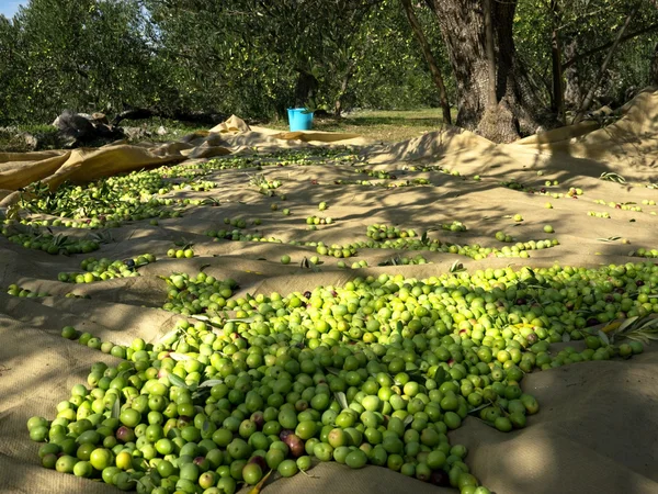 Olive verdi raccolte a terra in piantagione — Foto Stock
