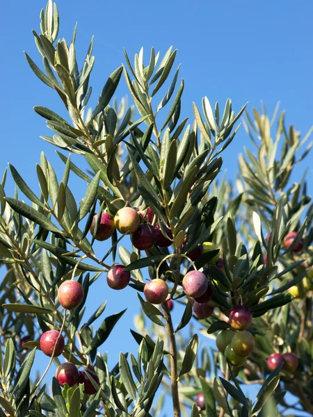 Viele bunte Oliven auf dem Baum — Stockfoto