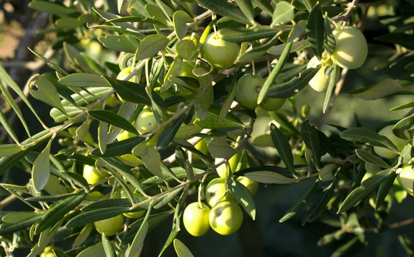 Frutti di oliva su albero — Foto Stock