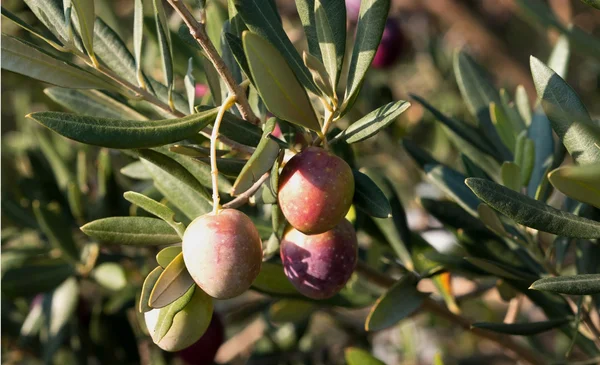 Aceitunas maduras en el árbol de cerca — Foto de Stock