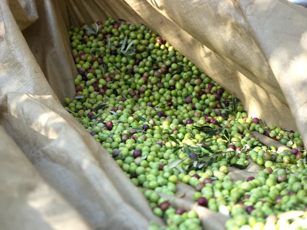 Frutti di oliva raccolti a terra — Foto Stock