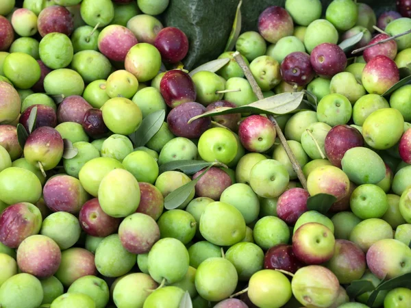 Frutta di oliva appena raccolta — Foto Stock