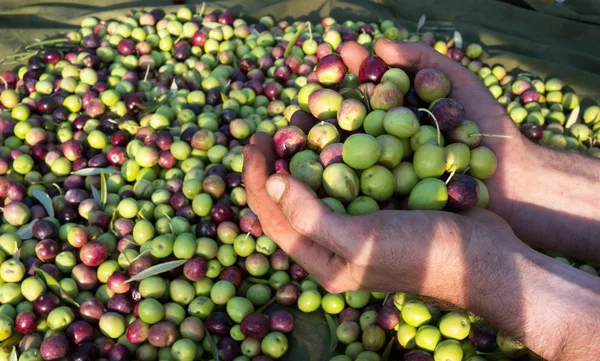 Hombre sosteniendo aceitunas recogidas en la mano — Foto de Stock