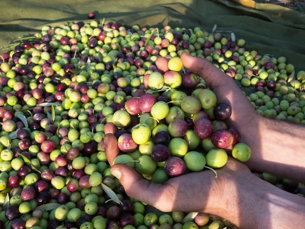 Hombre sosteniendo aceitunas maduras en la mano — Foto de Stock