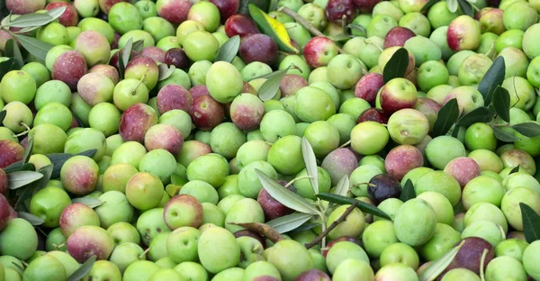 Aceitunas ecológicas listas para procesar — Foto de Stock