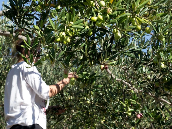 Olives vertes sur arbre avec une travailleuse en arrière-plan Image En Vente