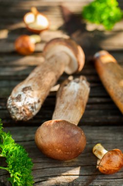 Porcini ve kaygan Jack mantar