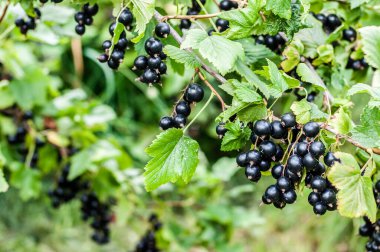 Taze olgun kuşüzümü dalda.