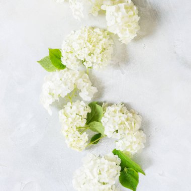 Taze Beyaz Ortanca Hortensiya Çiçekleri, kare, metin için boşluk kopyala