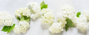 Taze Beyaz Ortanca Hortensiya Çiçekleri, bayrak