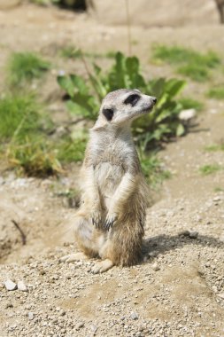 arka bacakları üzerinde uyarı meerkat duran