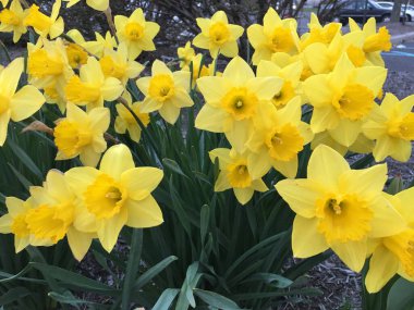 yellow Daffodil in full swing in spring