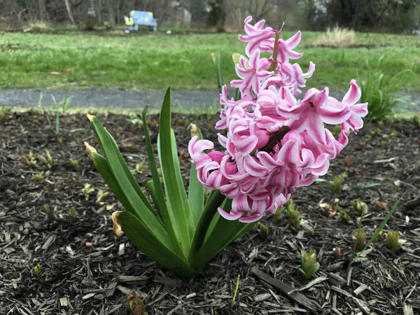 Hyacinth pink flower in new jersey garden 