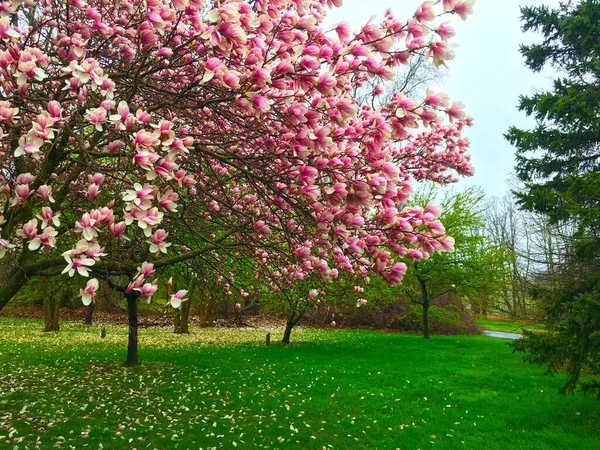 Magnolia flower plant in full blossoms in new jersey garden in spring