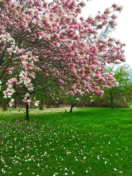 Magnolia flower plant in full blossoms in new jersey garden in spring