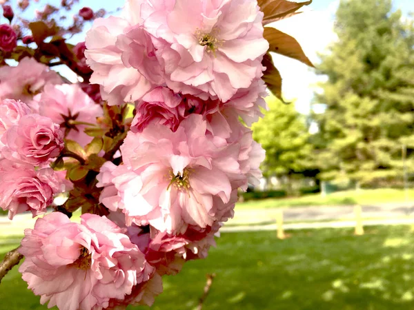 Çiçeklerle dolu bahar arkaplanı