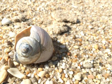 Kuzey Ay salyangoz kabuğu sahilde oturuyor.