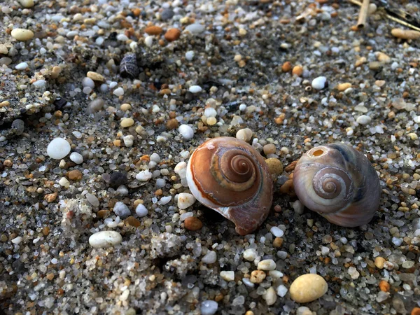Sea snail shell in beach