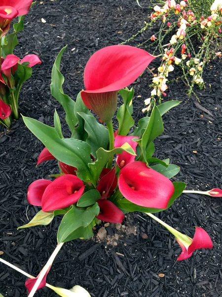 Bahçede Arum-zambak bahar çiçekleri. Bahçe işleri için gübre.