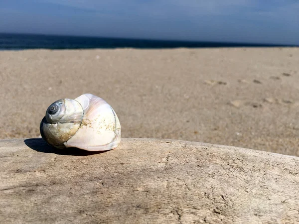 Kuzey Ay salyangoz kabuğu sahilde oturuyor.