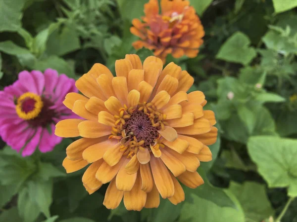 Flor Zinnia Común Plena Floración —  Fotos de Stock