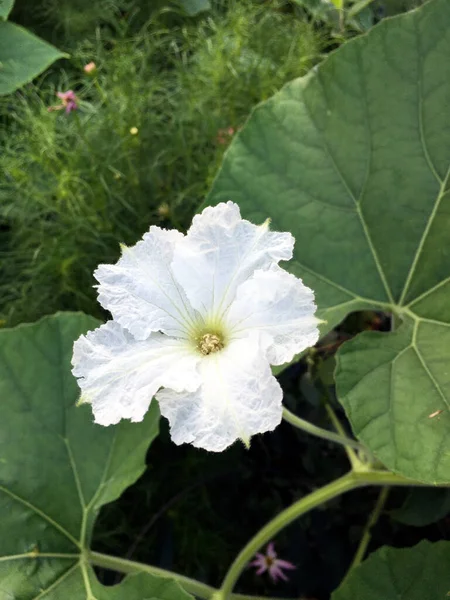 yeşil yuvarlak kabak çiçeği tam çiçek