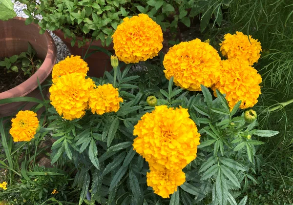 Sárga Arany Marigold Teljes Virágban — Stock Fotó