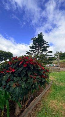 Güzel botanik fotoğrafı, doğal duvar kağıdı.